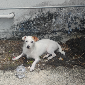 Image of Unknown, Found Dog