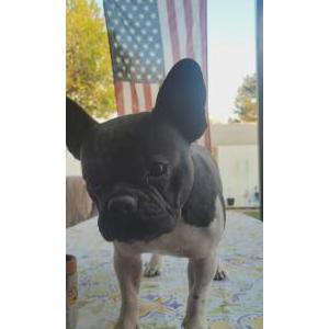Lost Dog Molly