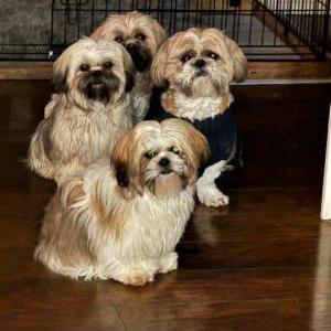 Lost Dog Molly, Woody,