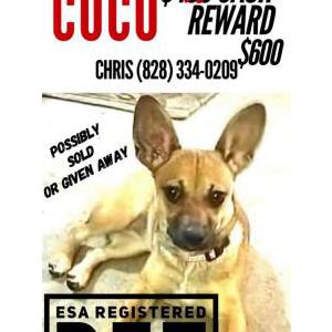 Image of Coco, Lost Dog