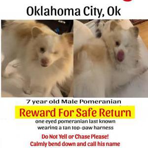 Lost Dog Javi