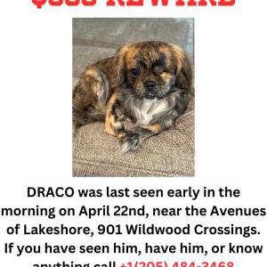 Image of Draco, Lost Dog