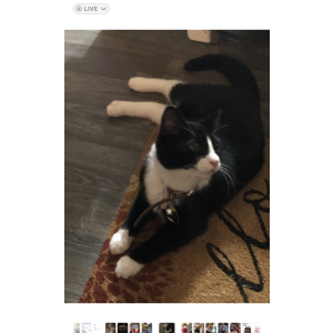 Image of TomTom, Lost Cat