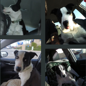 Image of Misty, Lost Dog