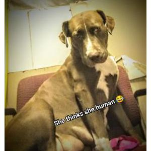 Image of Dutchess, Lost Dog