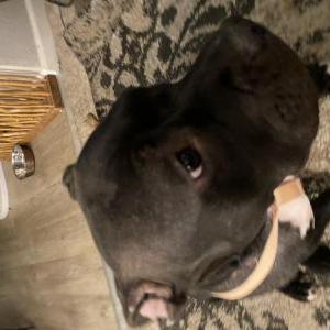 Lost Dog Snookie