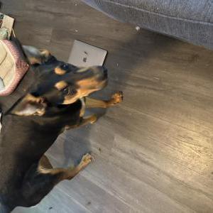 Image of Unknown, Found Dog