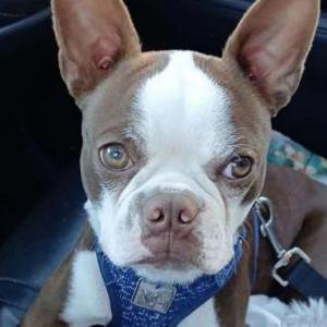 Image of Nugget, Lost Dog