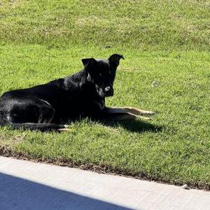Found Dog Momba