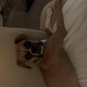 Image of Jasmine, Lost Dog