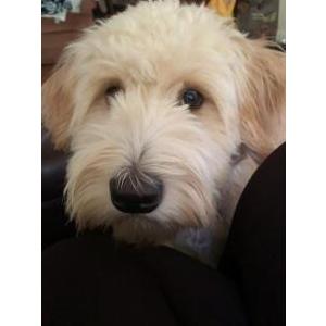 Lost Dog Loki
