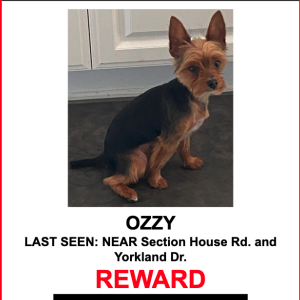 Image of Ozzy, Lost Dog