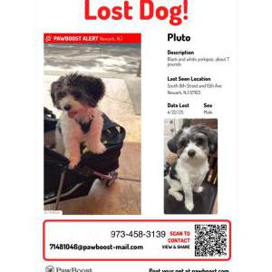 Lost Dog Pluto
