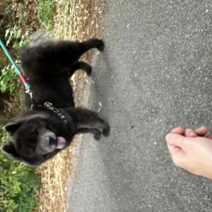 Found Dog Unknown