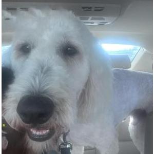 Lost Dog Bear