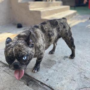 Image of Luna, Lost Dog