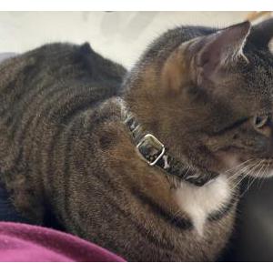 Image of Pepper, Lost Cat