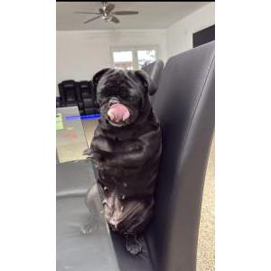 Image of Bella, Lost Dog