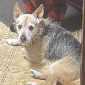 Lost Dog Charles (Charlie)