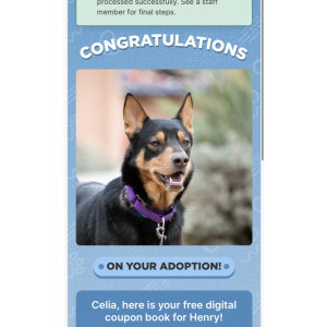 Image of Henery, Lost Dog