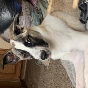 Lost Dog Paris
