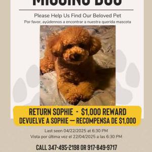 Lost Dog Sophie