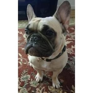 Lost Dog Franny