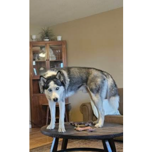 Image of Max, Lost Dog