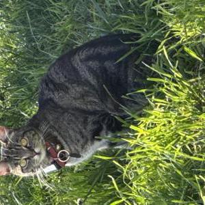 Lost 2 BELLA (CA)