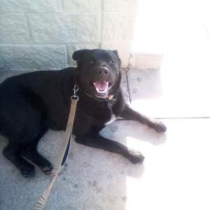 Lost Dog Aliestar