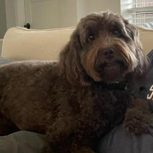 Image of Lucie Young, Lost Dog