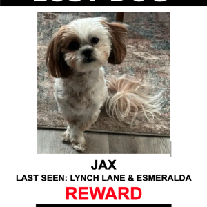 Lost Dog Jax