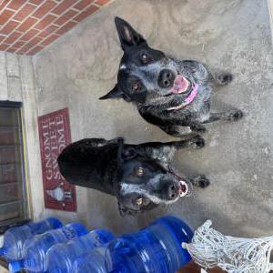 Image of Harley, Lost Dog