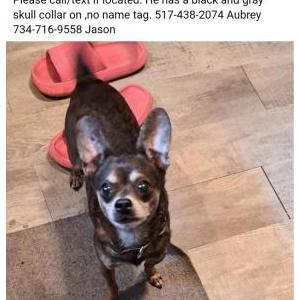 Lost Dog Buddy
