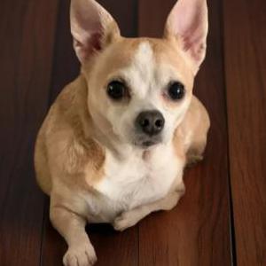 Lost Dog Fats
