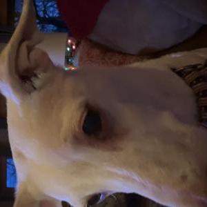 Lost 1 Archie (NC)