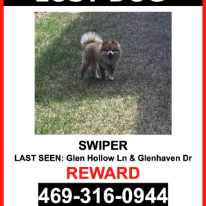 Lost Dog Swiper