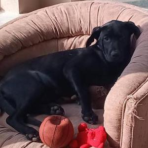 Image of Hope Lomazoff, Lost Dog
