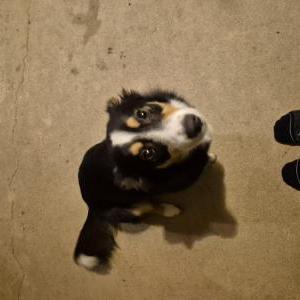 Image of Unknown, Found Dog