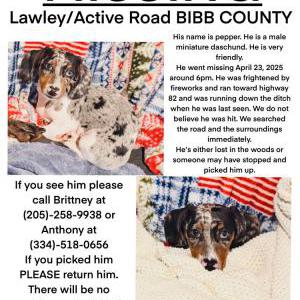 Image of Pepper, Lost Dog