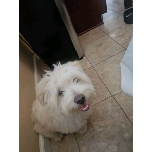 Image of Coco, Lost Dog