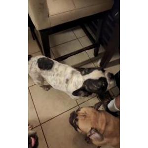 Image of Unknown, Found Dog