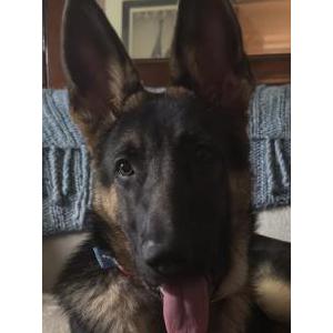 Lost Dog Boomer