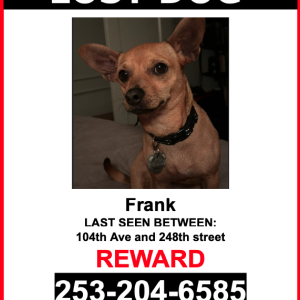 Lost Dog Frank