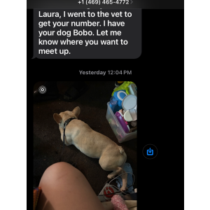 Lost Dog Bobo