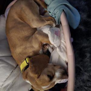Image of Judith Lydia, Lost Dog