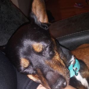 Image of Jizzy, Lost Dog