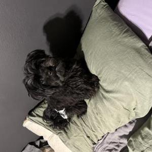 Image of Bella, Lost Dog