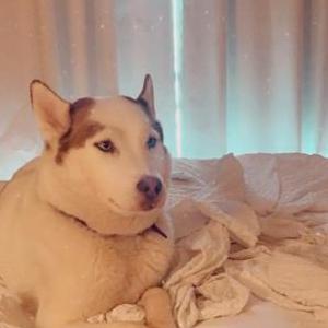 Image of Fendi, Lost Dog