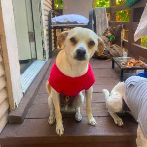 Image of Carrot, Lost Dog